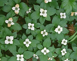 Images Dated 6th July 2017: USA, Oregon, Willamette National Forest. Bunchberry (Cornus canadensis) in bloom