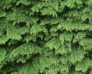 Needle Prints: USA, Oregon, Willamette National Forest. New spring growth of western hemlock trees