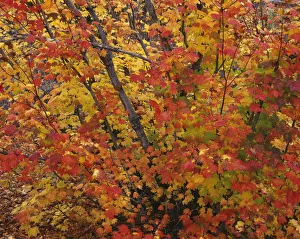 Images Dated 5th September 2018: USA, Oregon, Willamette National Forest
