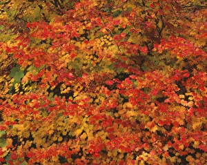 Images Dated 5th September 2018: USA, Oregon, Willamette National Forest