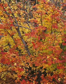 Images Dated 3rd September 2018: USA, Oregon, Willamette National Forest