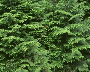 Images Dated 6th July 2017: USA, Oregon, Willamette National Forest