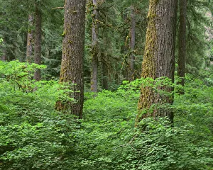 Images Dated 6th July 2017: USA, Oregon, Willamette National Forest. Springtime in old growth forest of Douglas fir