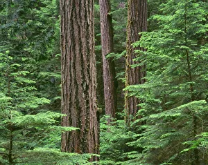 USA, Oregon, Willamette National Forest. Middle Santiam Wilderness, Douglas fir giants