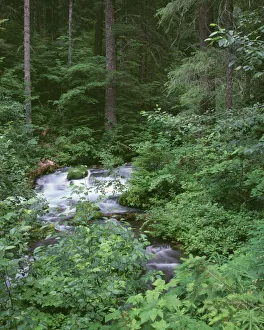 USA, Oregon, Willamette National Forest. Roaring River and surrounding forest in springtime