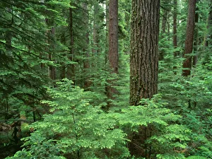 USA, Oregon, Willamette National Forest. Middle Santiam Wilderness, Douglas fir giants