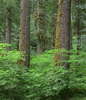 Deciduous Prints: USA, Oregon, Willamette National Forest. Springtime in old growth forest of Douglas fir