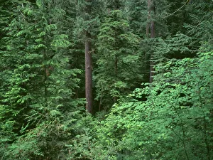 USA, Oregon, Willamette National Forest. Middle Santiam Wilderness, Old-growth forest