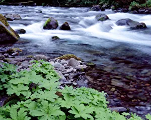 Images Dated 6th November 2018: USA, Oregon, Willamette National Forest