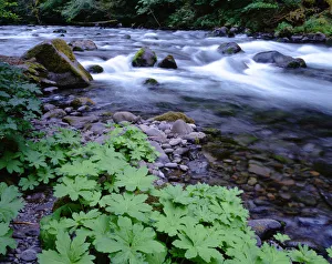Images Dated 6th November 2018: USA, Oregon, Willamette National Forest