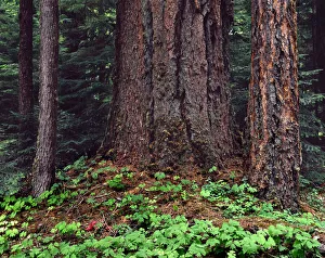 USA, Oregon, Willamette National Forest. Large trunk of old growth Douglas fir