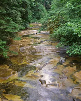 Images Dated 6th September 2018: USA, Oregon. Willamette National Forest, conifers and alders line banks of Soda Creek