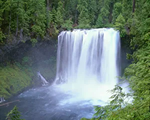Images Dated 1st November 2018: USA, Oregon. Willamette National Forest