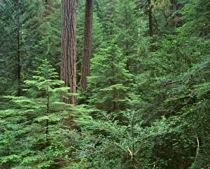 Images Dated 6th July 2017: USA, Oregon. Willamette National Forest, Middle Santiam Wilderness, large Douglas