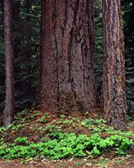 USA, Oregon. Willamette National Forest, large trunk of old growth Douglas fir