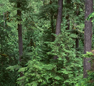 USA, Oregon. Willamette National Forest, Middle Santiam Wilderness, Old-growth forest