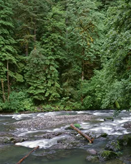 USA, Oregon. Willamette National Forest, South Santiam River and lush old growth forest