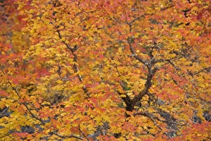 Images Dated 18th October 2008: USA, Oregon, Willamette National Forest. Close-up ofvine maple tree in autumn foliage