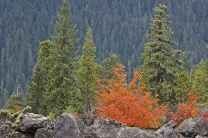 Images Dated 18th October 2008: USA, Oregon, Willamette National Forest. Volcanic rock in forest