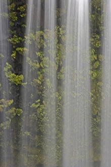 Images Dated 18th October 2008: USA, Oregon, Willamette National Forest. Detail of Koosah Falls and maidenhair ferns