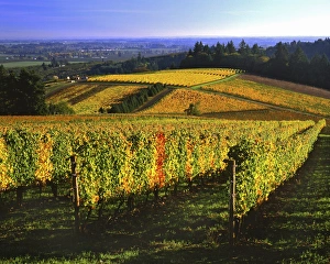 Ripe Prints: USA, Oregon, Willamette Valley. Autumn vineyards on the Red Hills. Credit as: Steve
