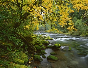Willamette Valley Prints: USA, Oregon, Willamette Valley. Bigleaf maple trees along McKenzie River. Credit as