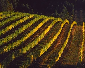 Willamette Valley Prints: USA, Oregon, Willamette Valley. Evening light on rows of pinot noir grapes in vineyard
