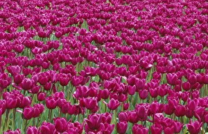 USA, Oregon, Willamette Valley, Field of purple tulips display spring bloom