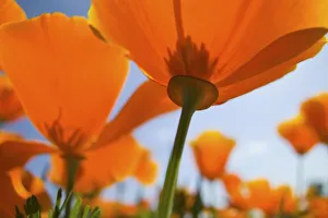 Eschscholtzia Prints: USA, Oregon, Willamette Valley, Close UP of California Poppy With Blue Sky