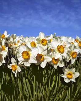 USA, Oregon, Willamette Valley. Daffodils grow along side tulips at the Wooden Shoe