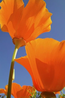 Images Dated 3rd July 2005: USA, Oregon, Willamette Valley, Close UP of California Poppy With Blue Sky