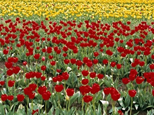 USA, Oregon, Willamette Valley. Colorful red and yellow tulips fill the fields in