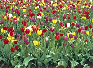 USA, Oregon, Willamette Valley. Spring visitors are treated to vibrant colors in
