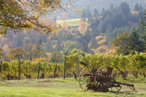 Royalty Free Prints: USA, Oregon, Willamette Valley. Vintage plow rusts next to Witness Tree Winery vineyards