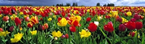 Willamette Valley Prints: USA, Oregon, Willamette Valley. Spring blooms create a colorful landscape at a tulip