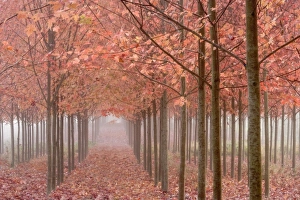 Images Dated 28th October 2008: USA, Oregon, Willamette Valley. Rows of autumn-colored maple trees form patterns in fog