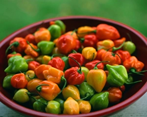 Culinary Prints: USA, Oregon, Willamette Valley. Bowl of freshly picked habanero peppers