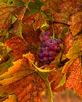 Willamette Valley Prints: USA, Oregon, Willamette Valley