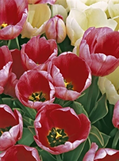 Willamette Valley Prints: USA, Oregon, Willamette Valley. Pink and white tulips compliment each other in