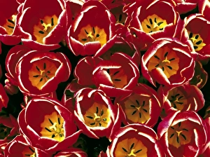 Willamette Valley Prints: USA, Oregon, Willamette Valley. Yellow, red and white-fringed tulips make a colorful