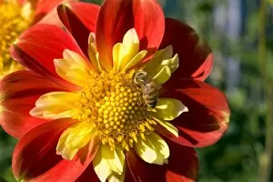 USA, Oregon, Willamette Valley. A honey bee gathers nectar from a dahlia at a flower