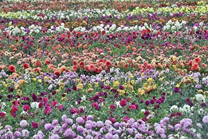 Wilsonville Prints: USA, Oregon, Wilsonville. Dahlia field layering of colorful Dahlias