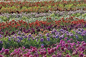 Wilsonville Prints: USA, Oregon, Wilsonville. Dahlia field layering of colorful Dahlias