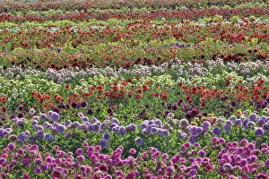 Wilsonville Prints: USA, Oregon, Wilsonville. Dahlia field layering of colorful Dahlias