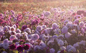 Backlighting Prints: USA, Oregon, Wilsonville, dahlia field with water coming down like rain showers as they water the plants