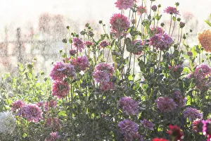 Backlighting Prints: USA, Oregon, Wilsonville, dahlia field with water coming down like rain showers as they water the plants