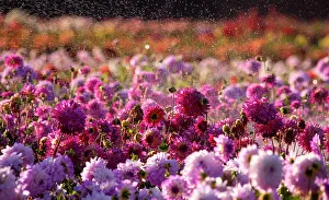 Backlighting Prints: USA, Oregon, Wilsonville, dahlia field with water coming down like rain showers as they water the plants