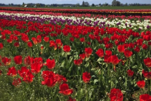 Images Dated 23rd April 2012: USA, Oregon, Woodburn, Wooden Shoe Tulip Farm, tulips at the tulip festival
