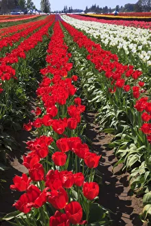 Rick A Brown Prints: USA, Oregon, Woodburn, Wooden Shoe Tulip Farm, tulips at the tulip festival
