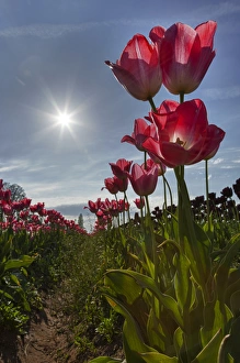 Images Dated 23rd April 2012: USA, Oregon, Woodburn, Wooden Shoe Tulip Farm, tulips at the tulip festival